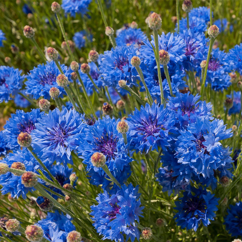 Nasiona chabra „Blue Boy” – łatwe w uprawie, piękne kwiaty do ogrodu