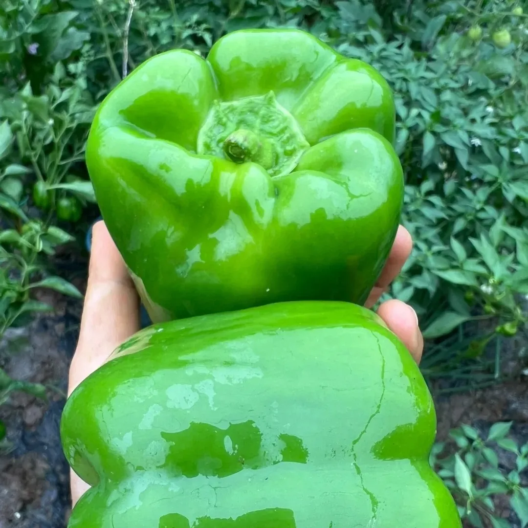 🌱Semena sladké papriky – snadno pěstovatelná zelenina pro zahradu i balkon🫑