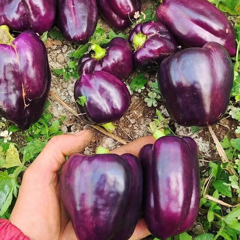 🌱Semena sladké papriky – snadno pěstovatelná zelenina pro zahradu i balkon🫑