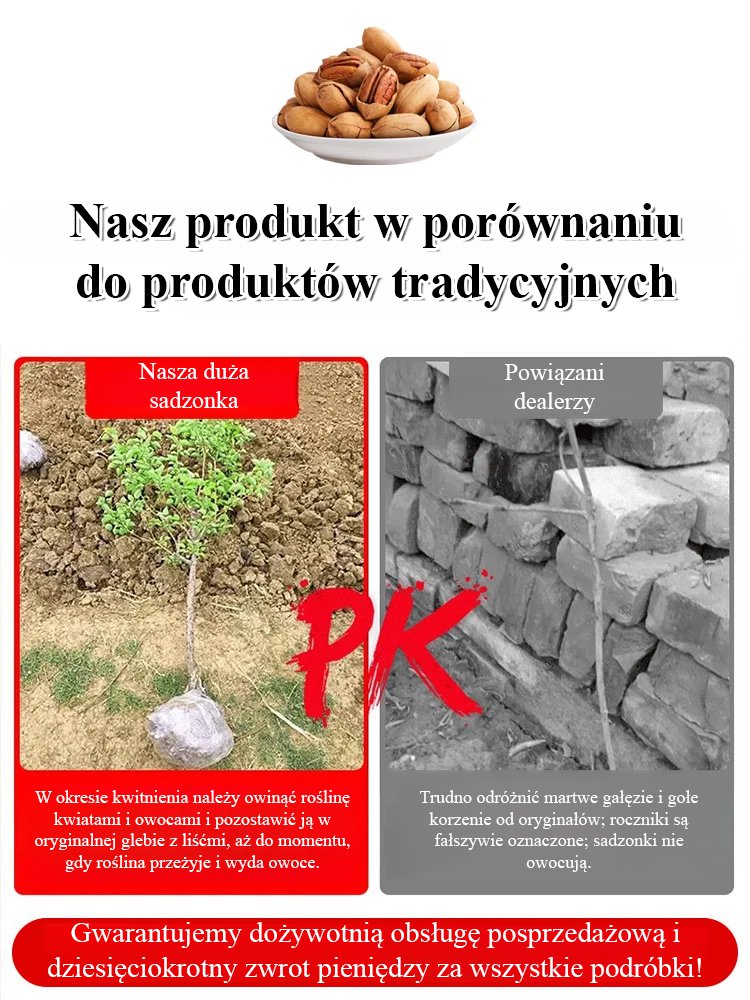 Wyselekcjonowane nasiona orzechów – mocne kiełkowanie, doskonała jakość