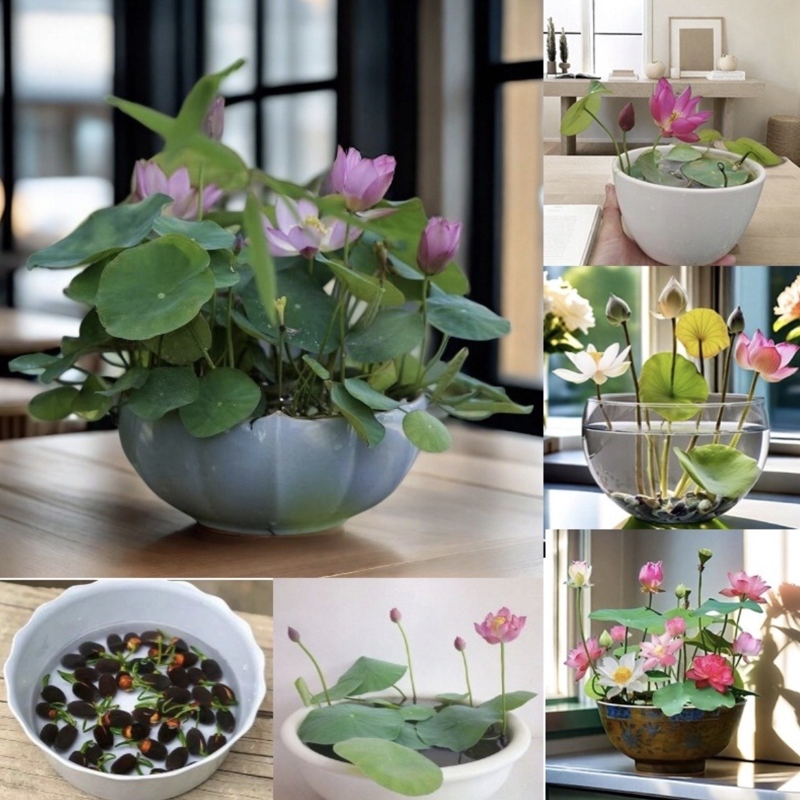Stwórz własną wodną oazę w domu – wysokiej jakości nasiona lotosu