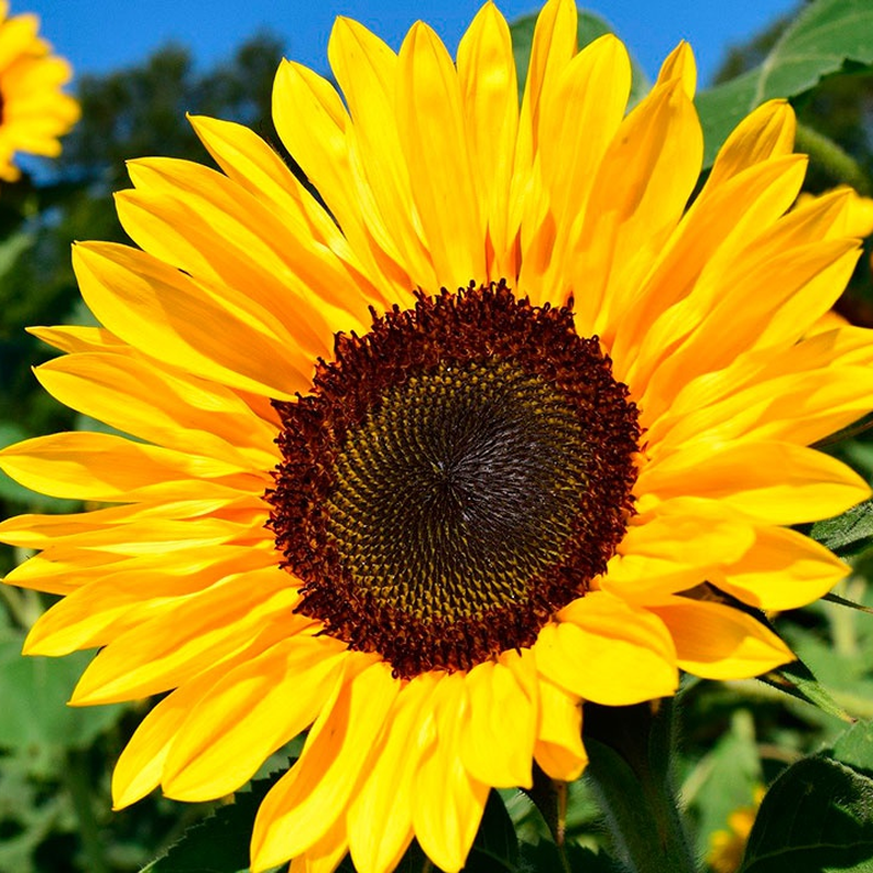 🌻Slunečnice – semínka pro krásnou letní zahradu🌱