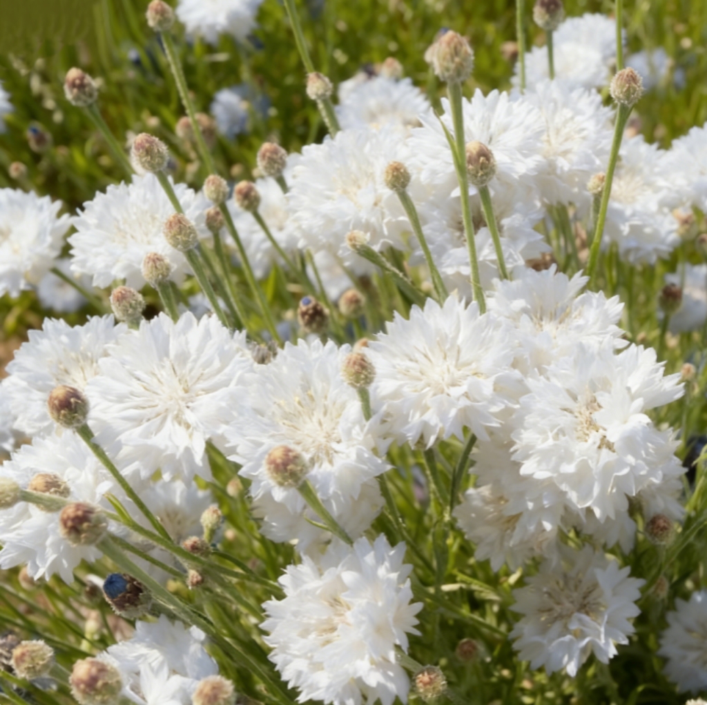 Nasiona chabra „Blue Boy” – łatwe w uprawie, piękne kwiaty do ogrodu