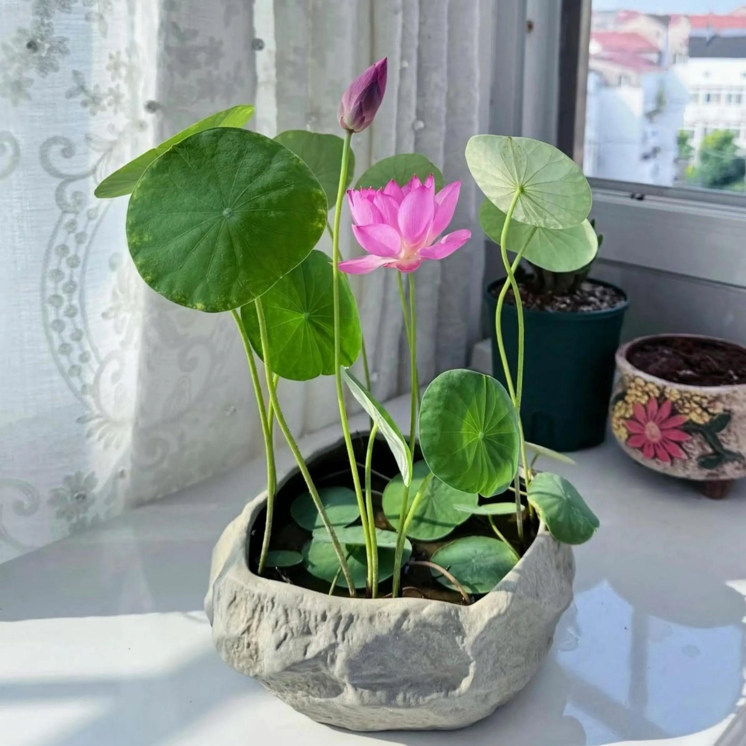 Stwórz własną wodną oazę w domu – wysokiej jakości nasiona lotosu