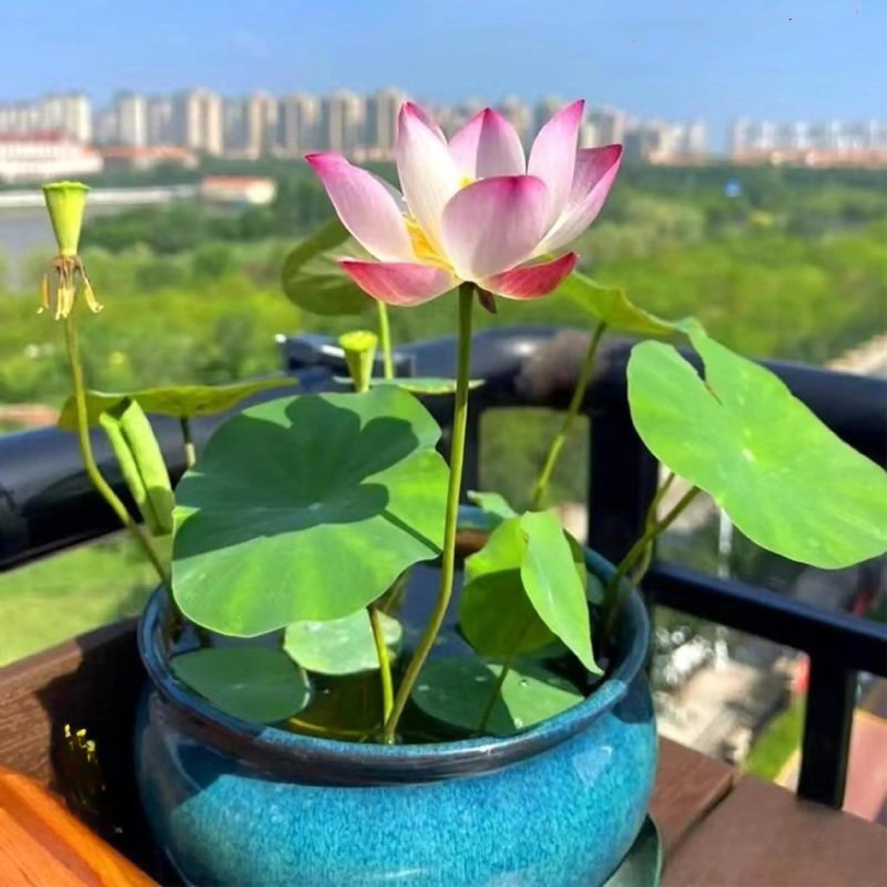 Stwórz własną wodną oazę w domu – wysokiej jakości nasiona lotosu