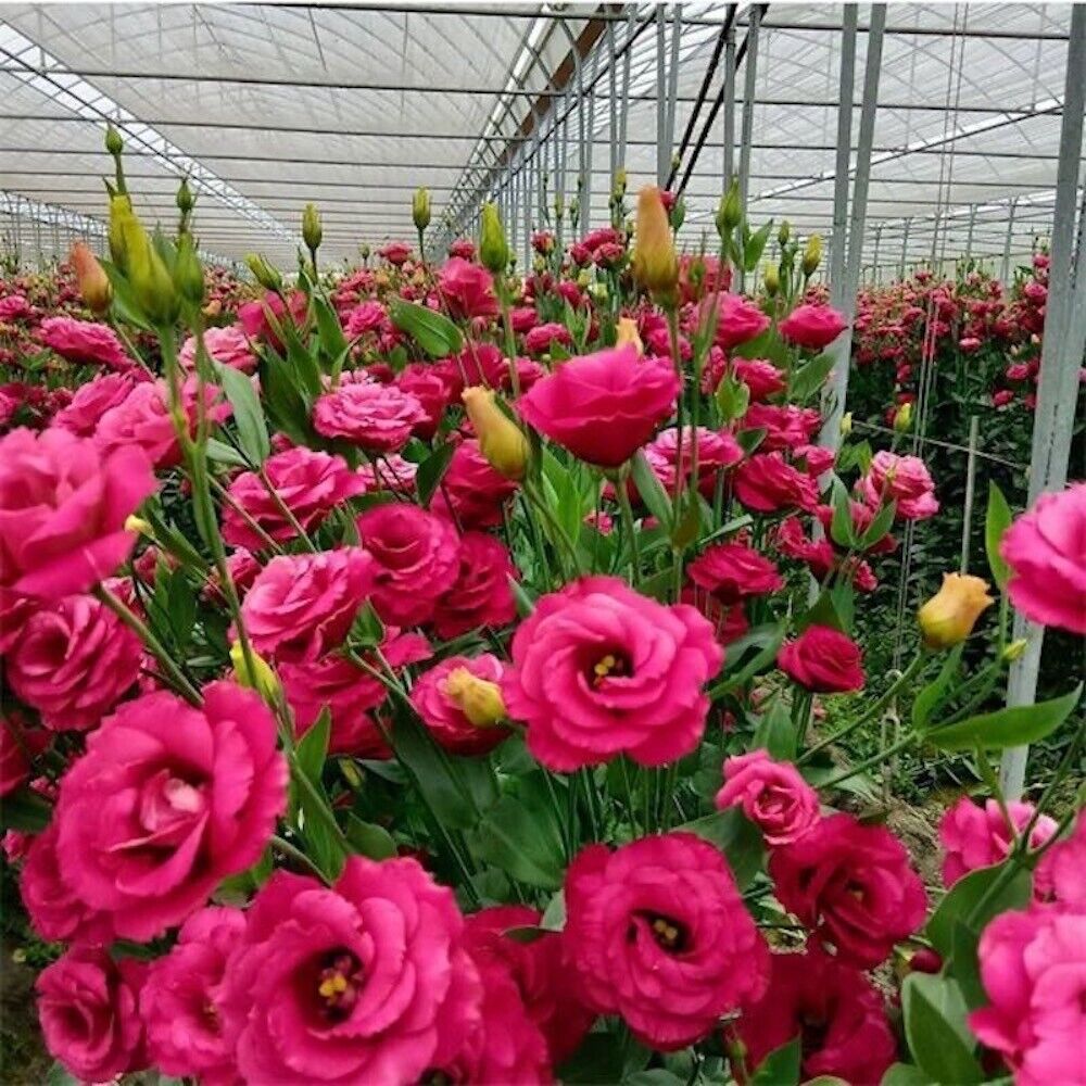 Lisianthus Seeds - Eustoma Thornless Rose