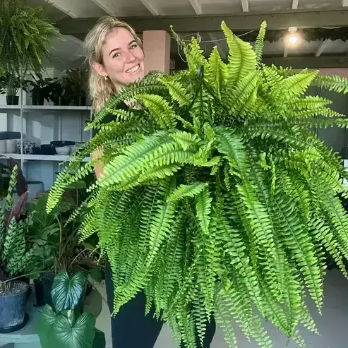 🔥 $9.9 On Sale Only Today 🌱 UV Resistant Ferns Artificial Plants Large for Planters, Office & Home Decor, Outdoor & Indoor