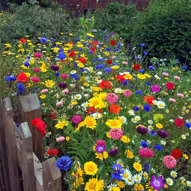🌺 Ексклузивна смес от диви цветя | Премиум смес за сияйна градина