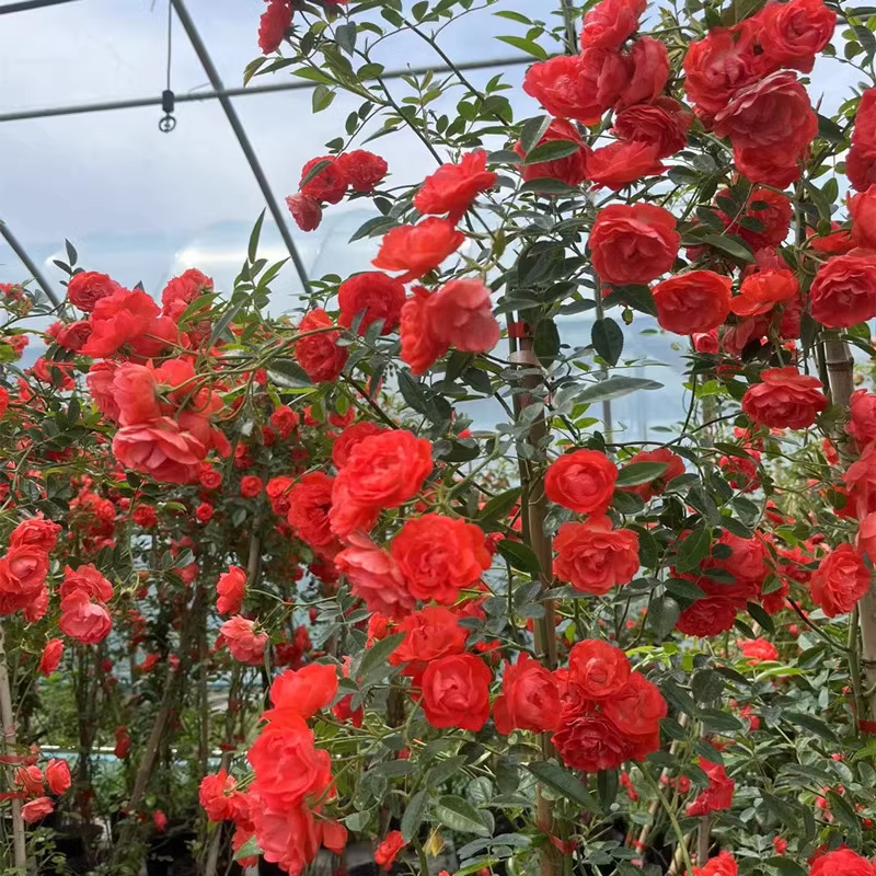 🌹Розата на лейди Банкс без тръни