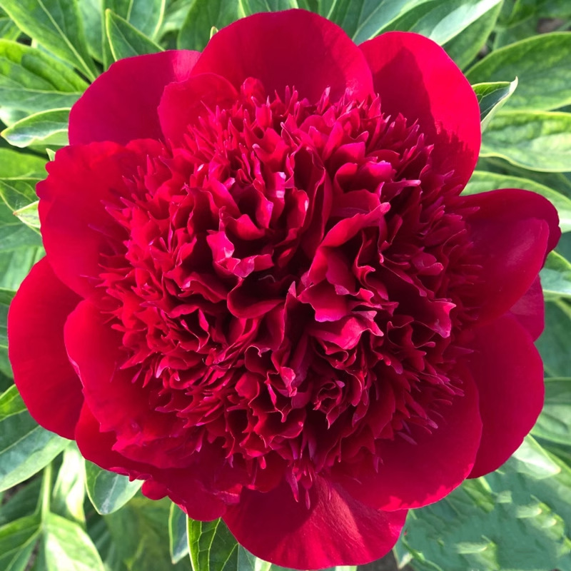 🌺ЦАРИЦАТА НА ЦВЕТЯТА — ДВОЙНОЛИСТНИ ПИАНИ