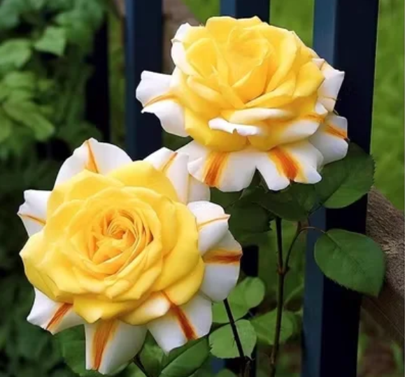 💙 Семена на синя омагьосана роза ✨