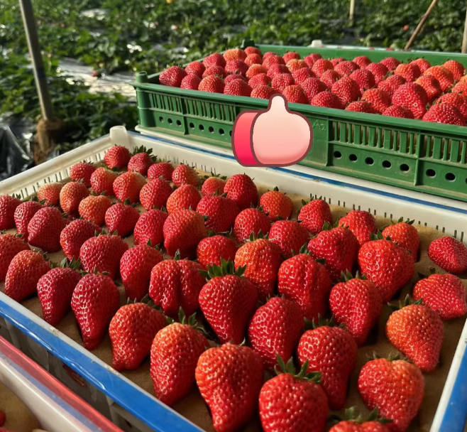 🍓 Семена от ягоди „Сладка мечта с крем“ – Премиум качество за сладка реколта