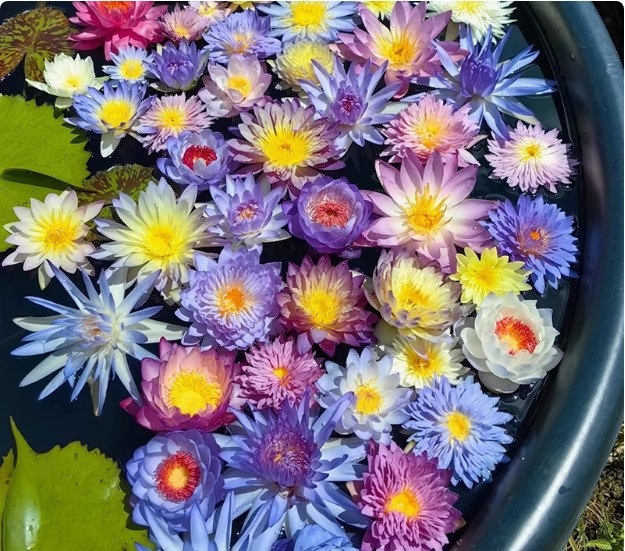 🌌💜 Лотос на сянката – рядка красота за вашата градина 🌸