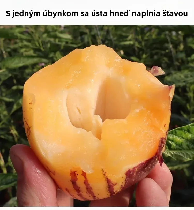 🎁 52% отстъпка 🍐🍐 Семена от пепино (pepino melon)