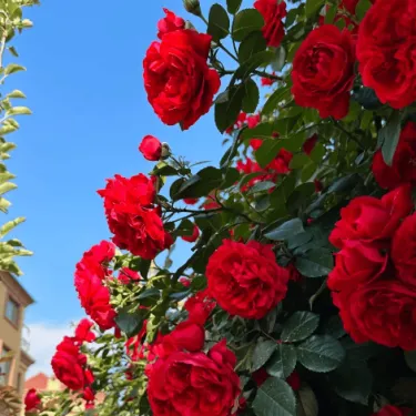 🌹 Листащи рози за катерене – Красота и аромат във вашата градина! 🌹