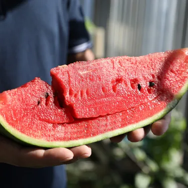 🍉 Сочни семена от диня „Lazy Man“ – лесни за отглеждане и с висока кълняемост 🍉