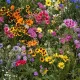 Смесени семена от многогодишни диви цветя, цъфтящи още през първата година