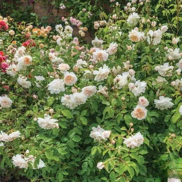 🌸 Редки семена на катерлива роза Rosa Eden — лесно отглеждане, ароматни и многогодишни цветя