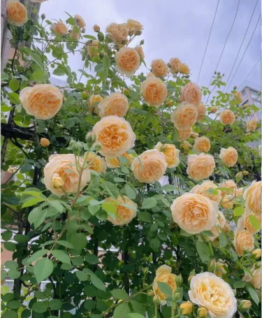 🌹 Листащи рози за катерене – Красота и аромат във вашата градина! 🌹