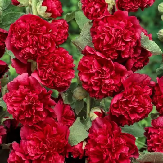 🌸 Двойни семена от ружа – Красиви цветя за вашата градина 🌿