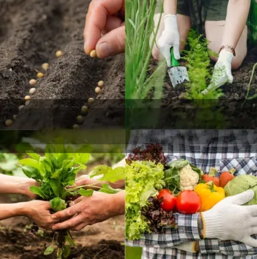 🥕 Нова серия 2026 – гореща оферта със 52% отстъпка! 🥦 🌱 Комплект семена за зеленчуци – 35 вида в едно пакетче 🍅 Насладете се на отглеждането на богата зеленчукова градина директно у дома! 5 отзива