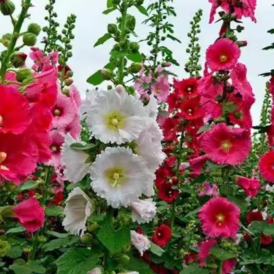 🌸 Двойни семена от ружа – Красиви цветя за вашата градина 🌿