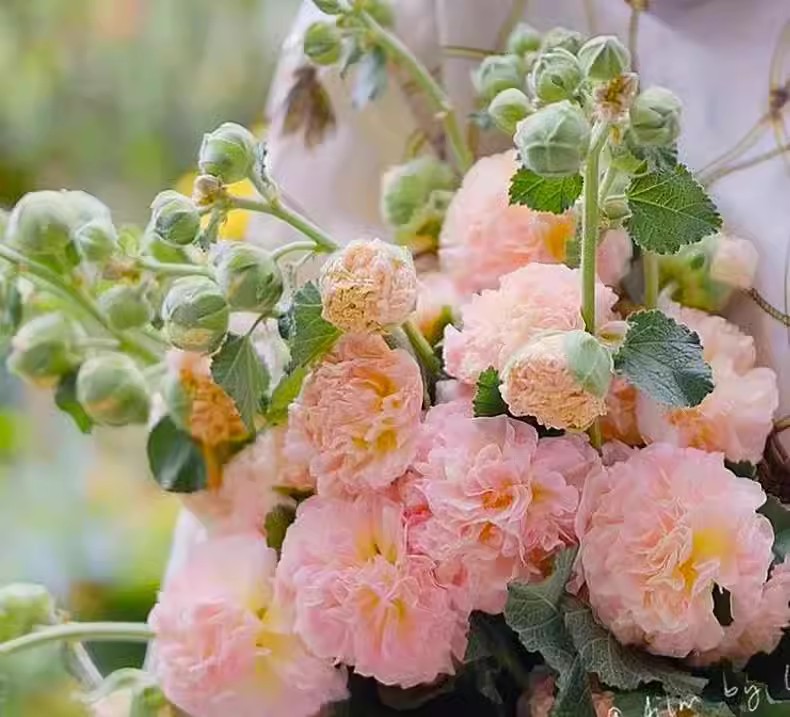 🌸 Двойни семена от ружа – Красиви цветя за вашата градина 🌿