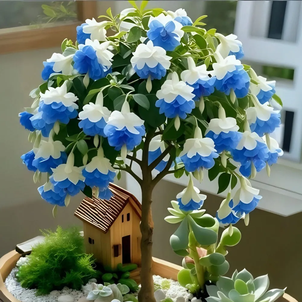 🌸 Двойна фуксия – изобилно цъфтящо растение, идеално за сенчести места