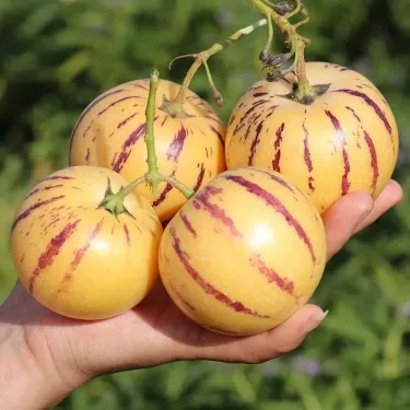 🍐  Женшенови семена | Вашият здравословен избор започва със засаждане 🌱