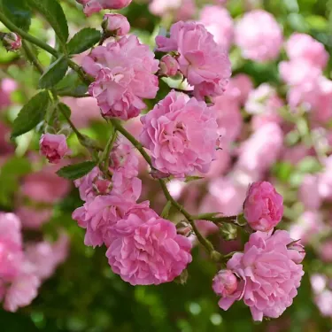 🌹 Семена на роза Банксия – Елегантна и изобилно цъфтяща красота за вашата градина ✨