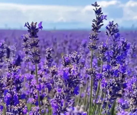 🌿 Семена лаванда | Отгледайте собствена ароматна градина у дома 💜