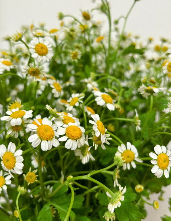 Изкуствени цветя – Декоративни теменужки и цветни букети за вашия дом