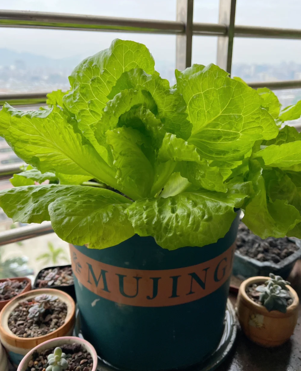 Семена от римска маруля