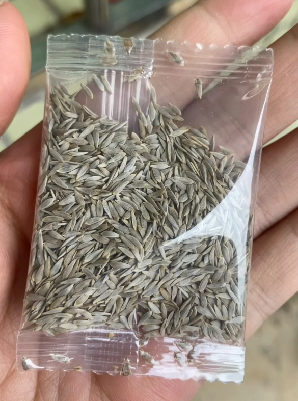 Семена от римска маруля