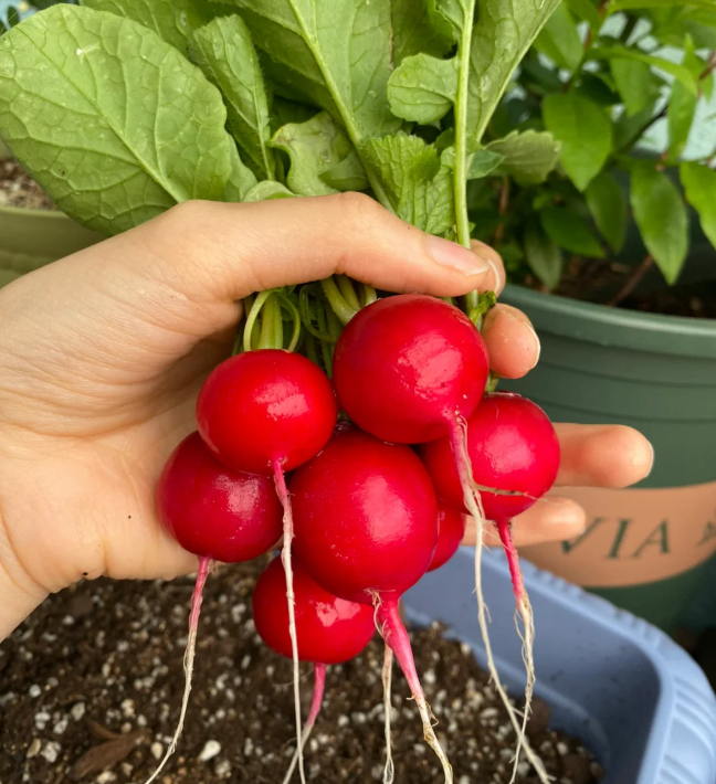 🍒 Семена от чери репички – сладки, хрупкави и бързо растящи! 🌱