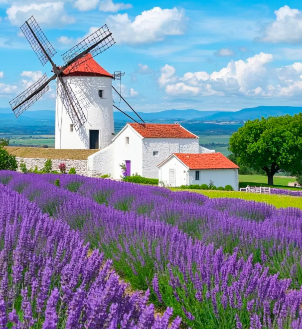 🌿 Семена лаванда | Отгледайте собствена ароматна градина у дома 💜