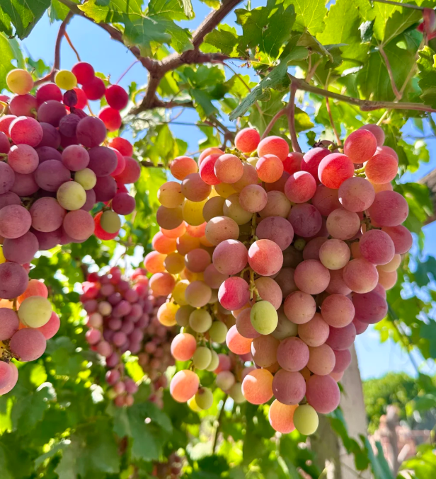 🌿Гигантски семена от гроздово дърво: тънко корени, големи и без семки🍇