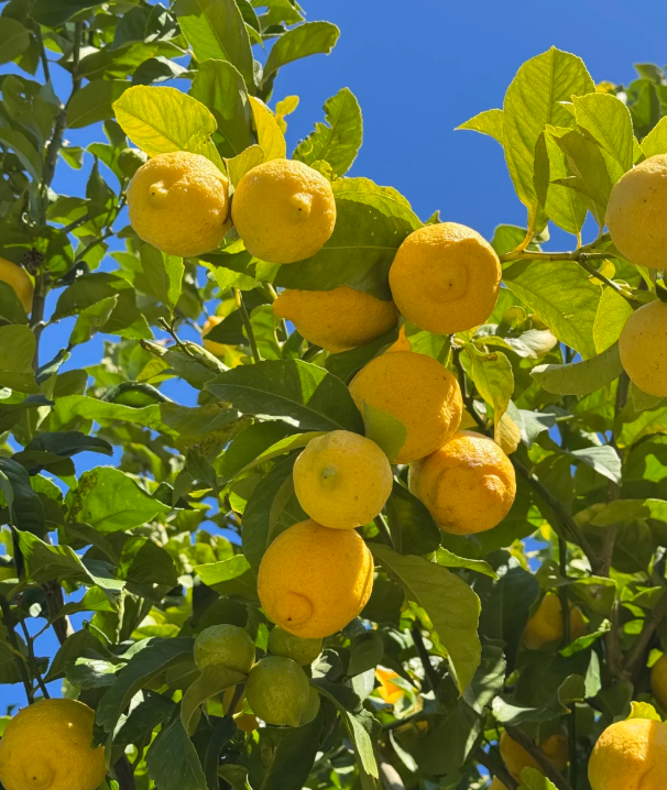 🍋 Лимон в саксия – ароматно цитрусово растение за вашия дом, което носи свежест, красота и естествен уют 🍃✨
