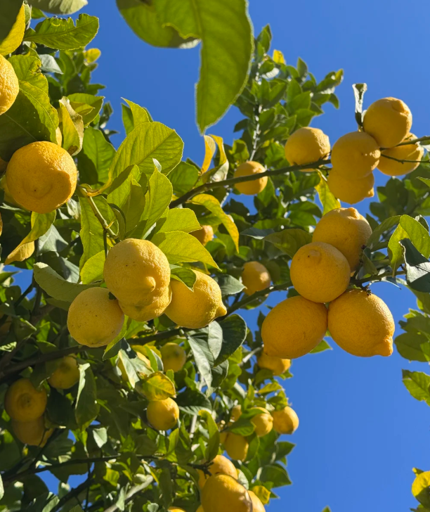 🍋 Лимон в саксия – ароматно цитрусово растение за вашия дом, което носи свежест, красота и естествен уют 🍃✨