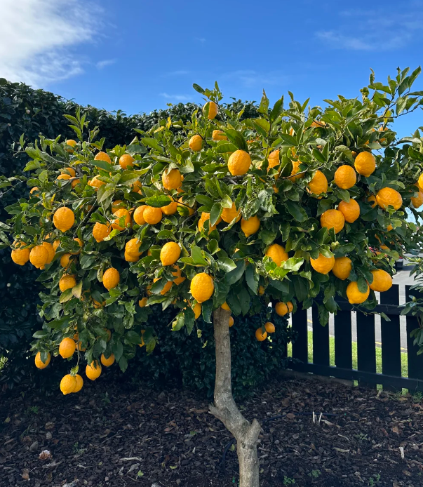🍋 Лимон в саксия – ароматно цитрусово растение за вашия дом, което носи свежест, красота и естествен уют 🍃✨