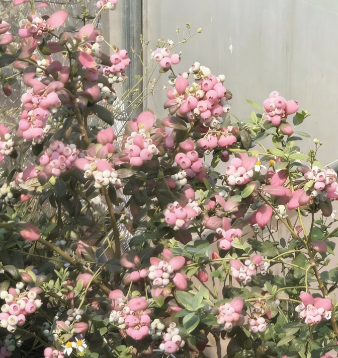 🌸🫐 Семена от розова боровинка – рядка екзотична новост във вашата градина! (Рядък сорт 🌟, ограничени наличности 📦 – който пръв дойде, пръв получава ⏳)