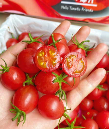 Премиум семена от домати Waterfall - Високодобивни каскадни чери домати за висящи кошници и балкони