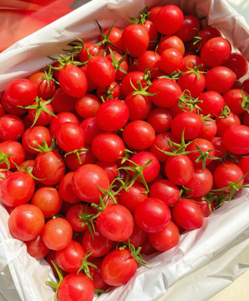 Премиум семена от домати Waterfall - Високодобивни каскадни чери домати за висящи кошници и балкони