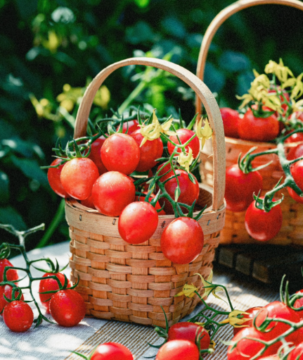 Премиум семена от домати Waterfall - Високодобивни каскадни чери домати за висящи кошници и балкони