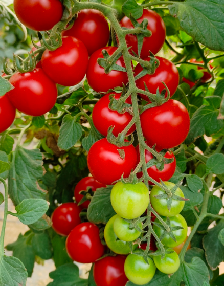 Премиум семена от домати Waterfall - Високодобивни каскадни чери домати за висящи кошници и балкони