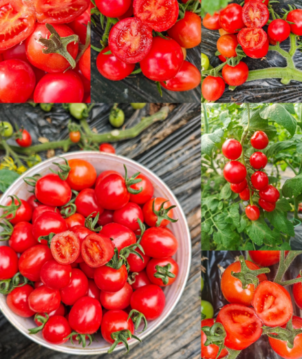 Премиум семена от домати Waterfall - Високодобивни каскадни чери домати за висящи кошници и балкони