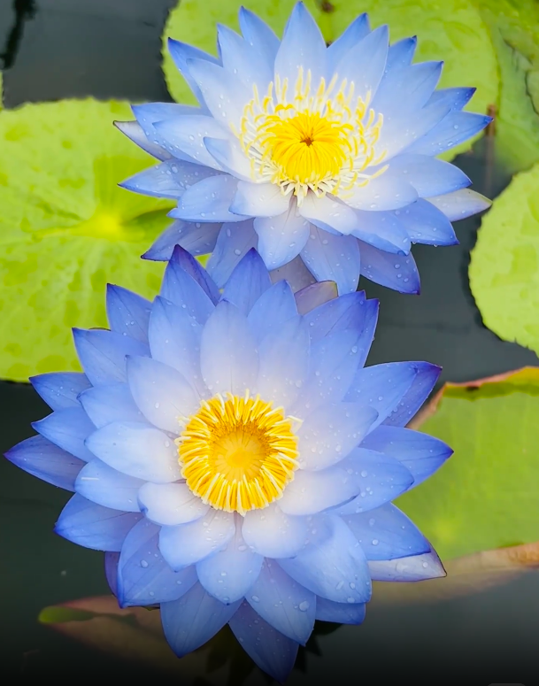 🌌💜 Лотос от сянка– рядка красота за вашата градина🌸