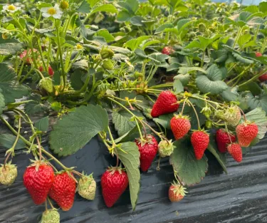 🍓 Семена от ягоди „Сладка мечта с крем“ – Премиум качество за сладка реколта