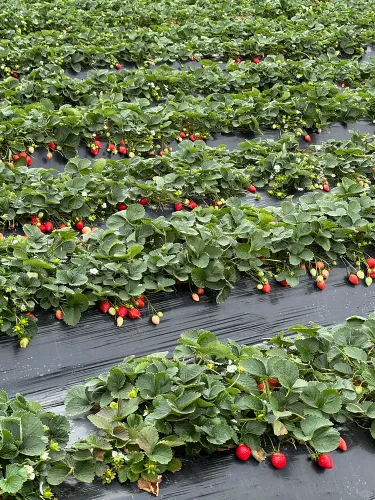 🍓 Семена от ягоди „Сладка мечта с крем“ – Премиум качество за сладка реколта