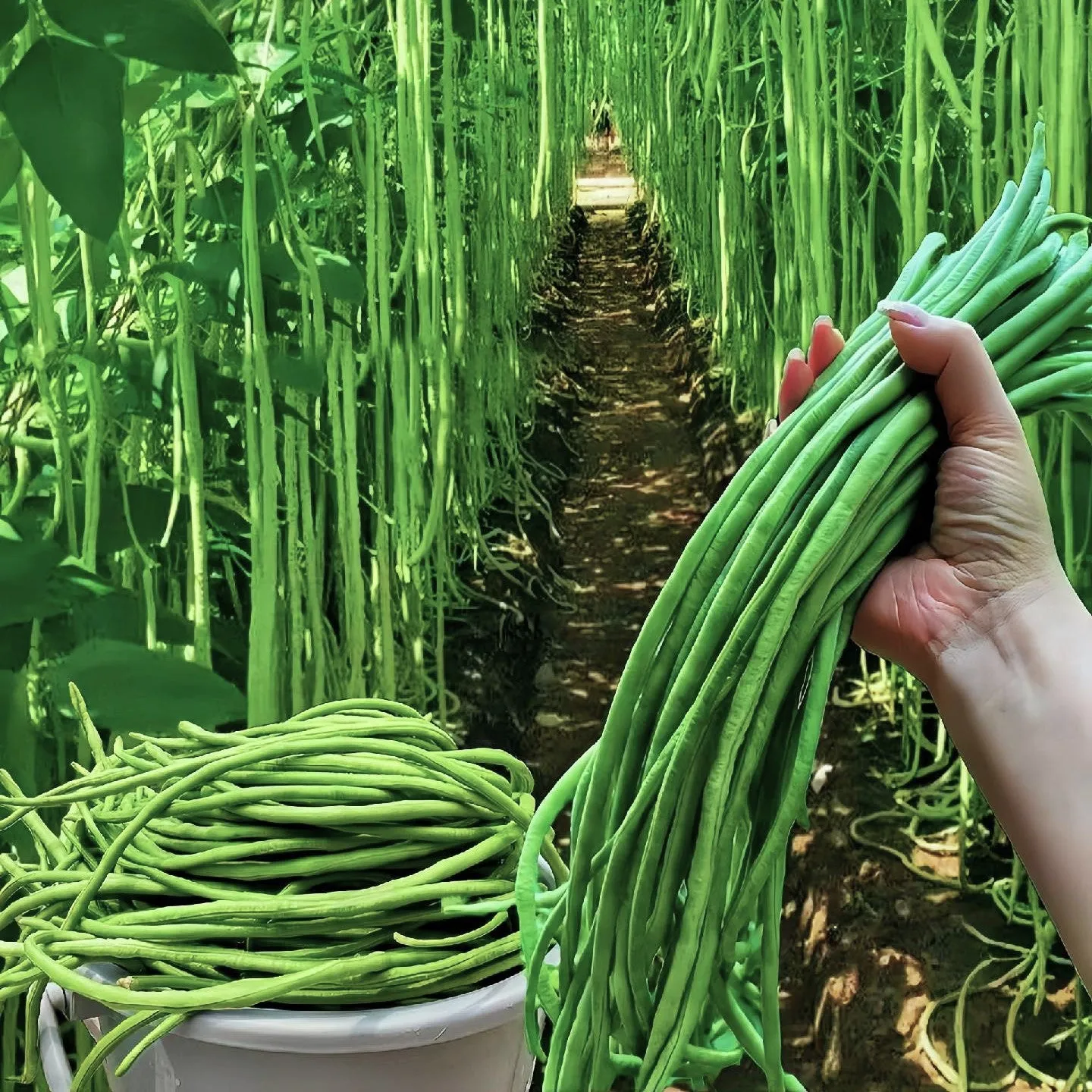 Dlhý fazuľový hrach: vysokovýnosná zelenina za krátky čas